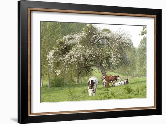 Cattle, Normandy Cows under Tree in Blossom-null-Framed Photographic Print