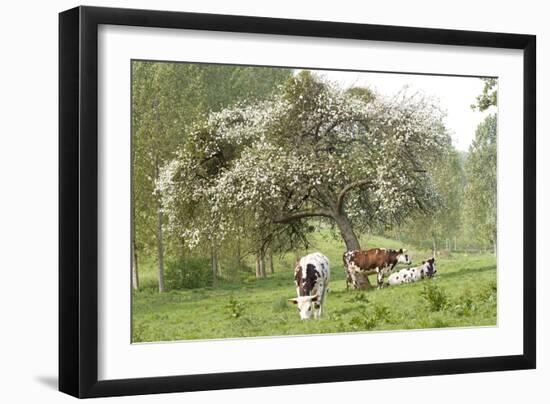 Cattle, Normandy Cows under Tree in Blossom-null-Framed Photographic Print