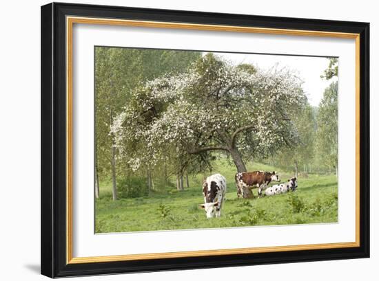 Cattle, Normandy Cows under Tree in Blossom-null-Framed Photographic Print