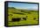 Cattle on lush pasture land, Waimea, Big Island, Hawaii-Mark A Johnson-Framed Premier Image Canvas