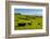 Cattle on lush pasture land, Waimea, Big Island, Hawaii-Mark A Johnson-Framed Photographic Print