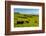 Cattle on lush pasture land, Waimea, Big Island, Hawaii-Mark A Johnson-Framed Photographic Print