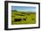 Cattle on lush pasture land, Waimea, Big Island, Hawaii-Mark A Johnson-Framed Photographic Print