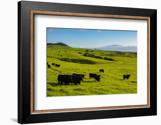 Cattle on lush pasture land, Waimea, Big Island, Hawaii-Mark A Johnson-Framed Photographic Print