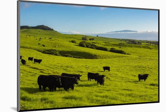 Cattle on lush pasture land, Waimea, Big Island, Hawaii-Mark A Johnson-Mounted Photographic Print