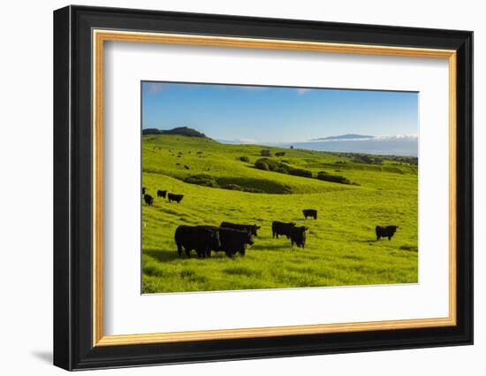 Cattle on lush pasture land, Waimea, Big Island, Hawaii-Mark A Johnson-Framed Photographic Print