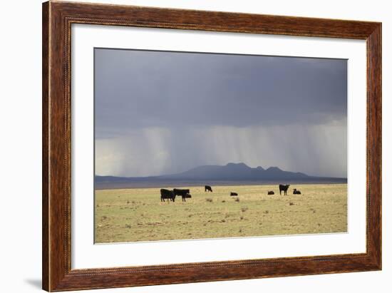 Cattle on Ranch, Thunder Storm Clouds, Santa Fe County, New Mexico, Usa-Wendy Connett-Framed Photographic Print