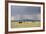 Cattle on Ranch, Thunder Storm Clouds, Santa Fe County, New Mexico, Usa-Wendy Connett-Framed Photographic Print