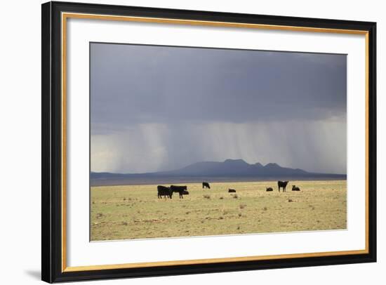 Cattle on Ranch, Thunder Storm Clouds, Santa Fe County, New Mexico, Usa-Wendy Connett-Framed Photographic Print