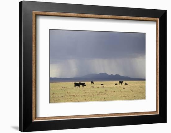 Cattle on Ranch, Thunder Storm Clouds, Santa Fe County, New Mexico, Usa-Wendy Connett-Framed Photographic Print