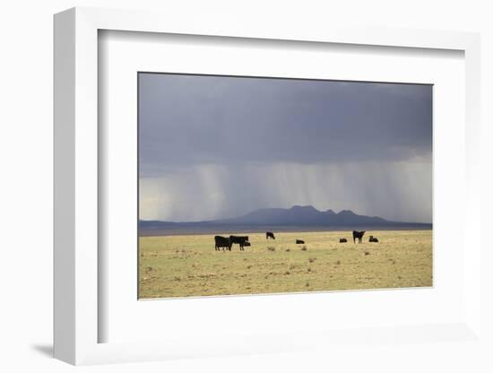 Cattle on Ranch, Thunder Storm Clouds, Santa Fe County, New Mexico, Usa-Wendy Connett-Framed Photographic Print