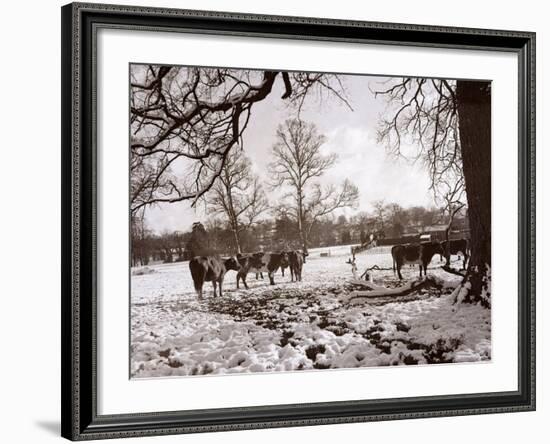 Cattle Pictured in the Snow at Shenley, Hertfordshire, January 1935-null-Framed Photographic Print