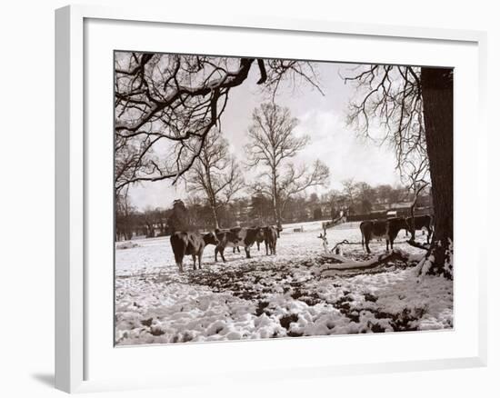 Cattle Pictured in the Snow at Shenley, Hertfordshire, January 1935-null-Framed Photographic Print