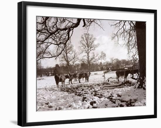 Cattle Pictured in the Snow at Shenley, Hertfordshire, January 1935-null-Framed Photographic Print