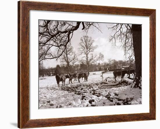 Cattle Pictured in the Snow at Shenley, Hertfordshire, January 1935-null-Framed Photographic Print