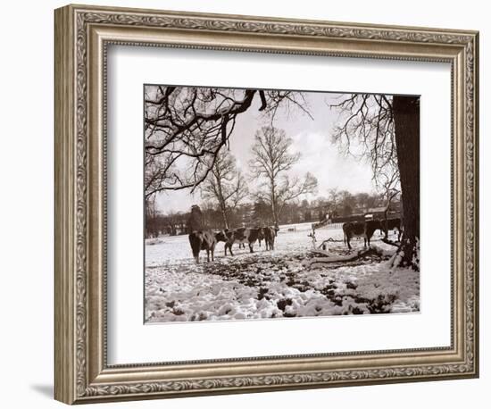 Cattle Pictured in the Snow at Shenley, Hertfordshire, January 1935-null-Framed Photographic Print