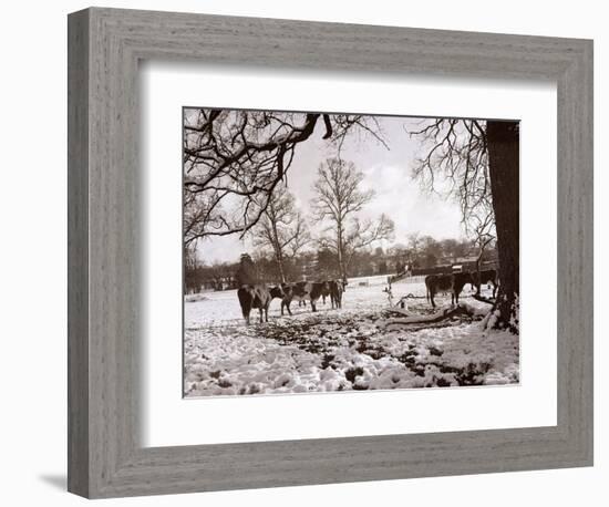 Cattle Pictured in the Snow at Shenley, Hertfordshire, January 1935-null-Framed Photographic Print