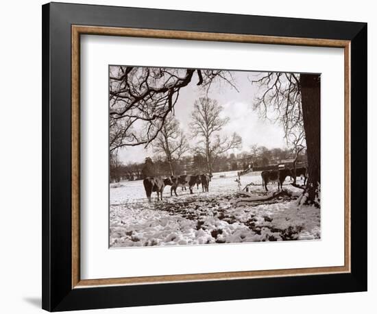 Cattle Pictured in the Snow at Shenley, Hertfordshire, January 1935-null-Framed Photographic Print