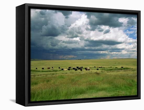 Cattle Ranching, N3 Highway, South Africa, Africa-Alain Evrard-Framed Premier Image Canvas