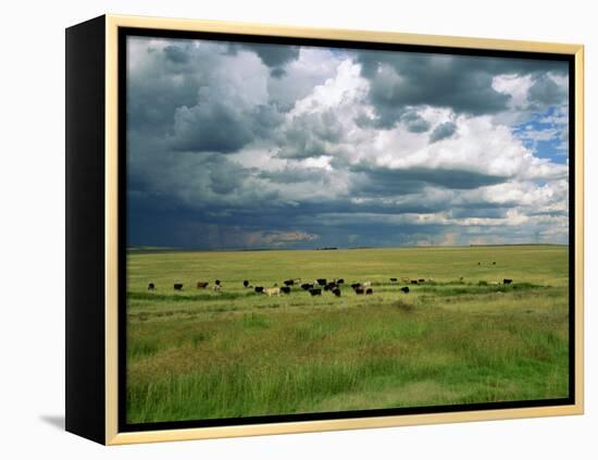 Cattle Ranching, N3 Highway, South Africa, Africa-Alain Evrard-Framed Premier Image Canvas