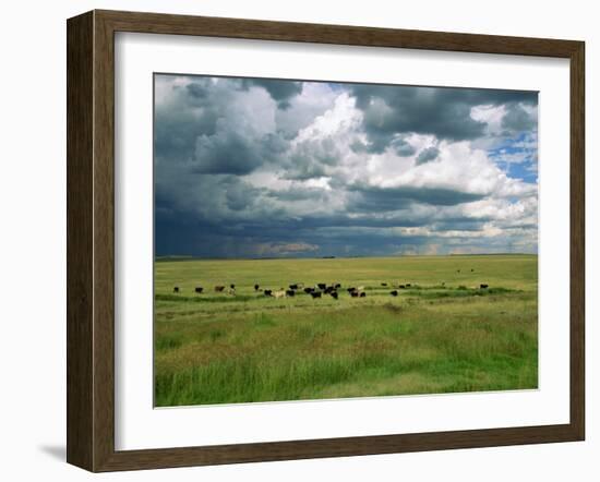 Cattle Ranching, N3 Highway, South Africa, Africa-Alain Evrard-Framed Photographic Print