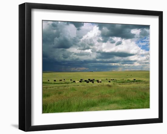 Cattle Ranching, N3 Highway, South Africa, Africa-Alain Evrard-Framed Photographic Print