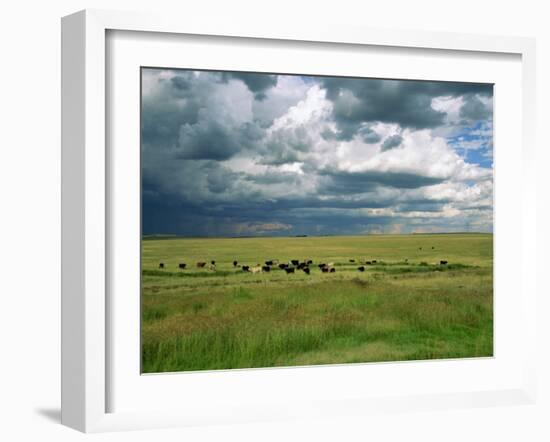 Cattle Ranching, N3 Highway, South Africa, Africa-Alain Evrard-Framed Photographic Print