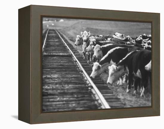 Cattle Round Up For Drive from South Dakota to Nebraska-Grey Villet-Framed Premier Image Canvas