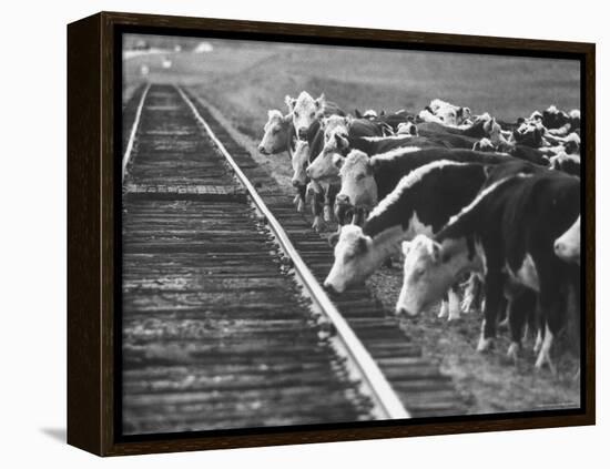 Cattle Round Up For Drive from South Dakota to Nebraska-Grey Villet-Framed Premier Image Canvas