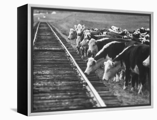 Cattle Round Up For Drive from South Dakota to Nebraska-Grey Villet-Framed Premier Image Canvas