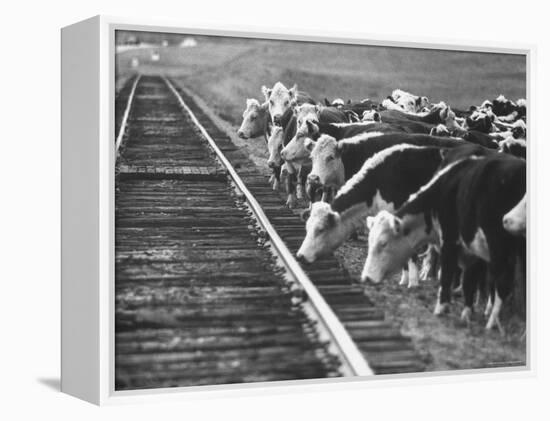 Cattle Round Up For Drive from South Dakota to Nebraska-Grey Villet-Framed Premier Image Canvas