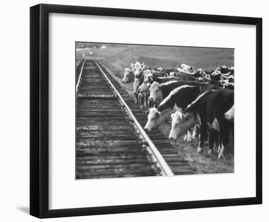 Cattle Round Up For Drive from South Dakota to Nebraska-Grey Villet-Framed Photographic Print