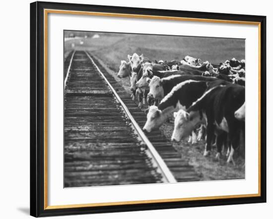 Cattle Round Up For Drive from South Dakota to Nebraska-Grey Villet-Framed Photographic Print