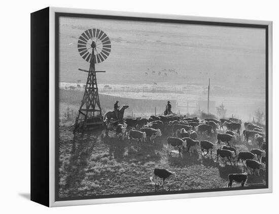 Cattle Round Up on South Dakota Cattle Ranch-Grey Villet-Framed Premier Image Canvas