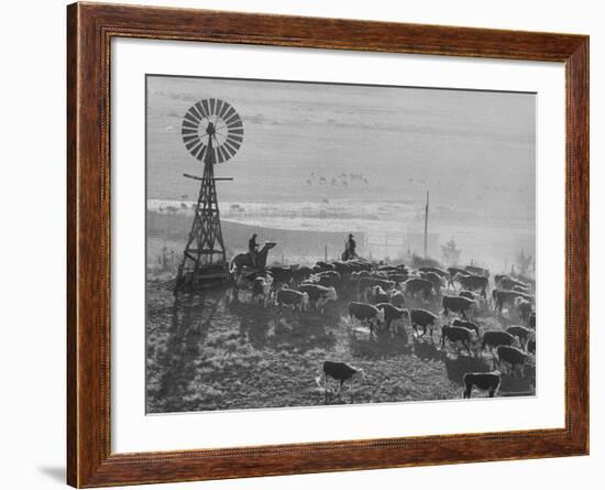 Cattle Round Up on South Dakota Cattle Ranch-Grey Villet-Framed Photographic Print