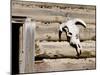 Cattle Skull on Cabin near Salmon, Idaho, USA-Chuck Haney-Mounted Photographic Print