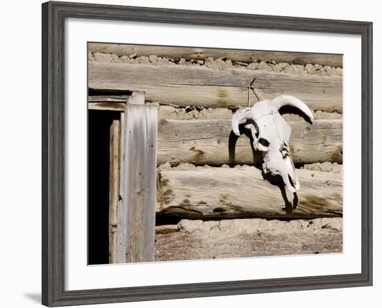 Cattle Skull on Cabin near Salmon, Idaho, USA-Chuck Haney-Framed Photographic Print