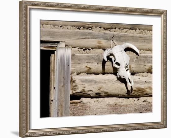 Cattle Skull on Cabin near Salmon, Idaho, USA-Chuck Haney-Framed Photographic Print