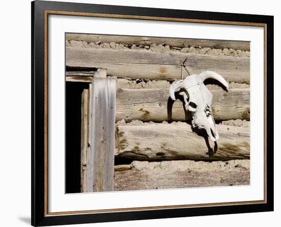 Cattle Skull on Cabin near Salmon, Idaho, USA-Chuck Haney-Framed Photographic Print