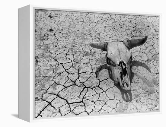 Cattle Skull on the Parched Earth-Arthur Rothstein-Framed Premier Image Canvas