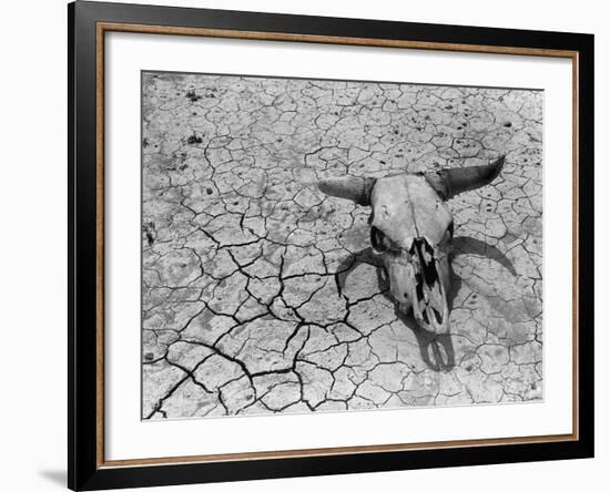 Cattle Skull on the Parched Earth-Arthur Rothstein-Framed Photographic Print