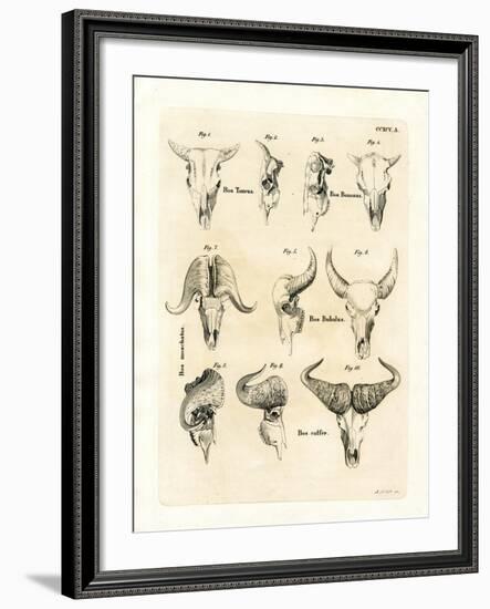 Cattle Skulls-null-Framed Giclee Print