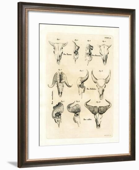 Cattle Skulls-null-Framed Giclee Print