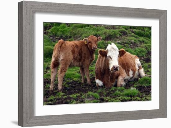 Cattle, Skye, Scotland-Peter Thompson-Framed Photographic Print