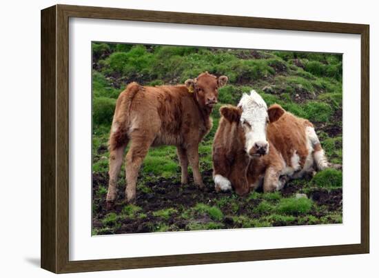 Cattle, Skye, Scotland-Peter Thompson-Framed Photographic Print