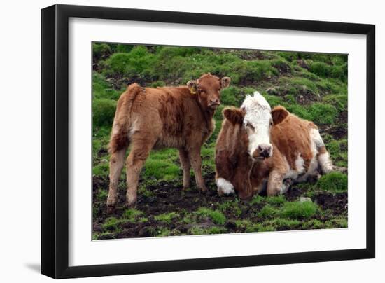 Cattle, Skye, Scotland-Peter Thompson-Framed Photographic Print