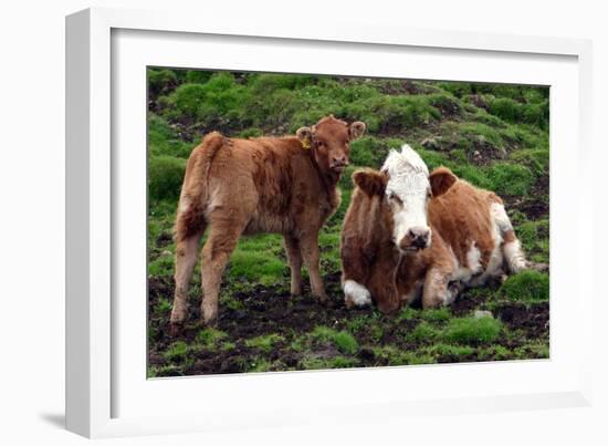 Cattle, Skye, Scotland-Peter Thompson-Framed Photographic Print