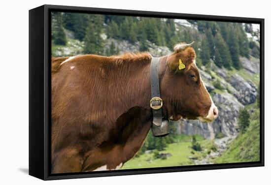 Cattle, Switzerland-Bob Gibbons-Framed Premier Image Canvas