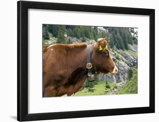 Cattle, Switzerland-Bob Gibbons-Framed Photographic Print