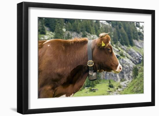 Cattle, Switzerland-Bob Gibbons-Framed Photographic Print